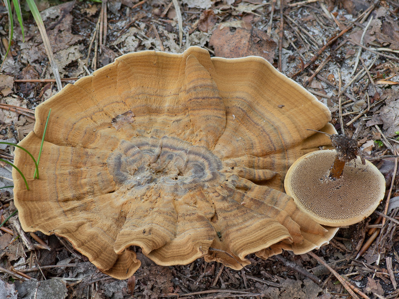 Coltricia perennis